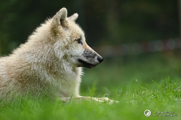 Polarwölfe Arctic wolves Anyu Nova Yuki